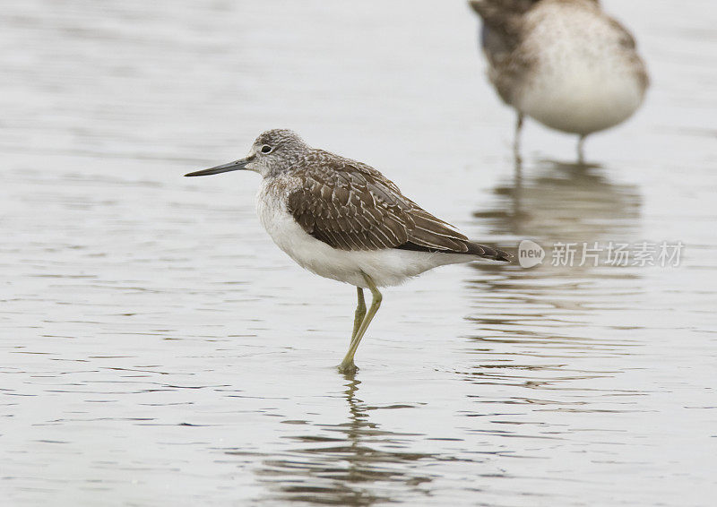 青足鹬(Tringa nebularia)